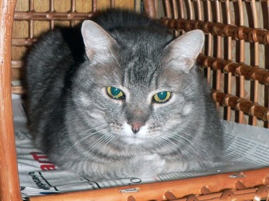 � ������������ �����: ��� ����� ����� ����������� � ��������� �������