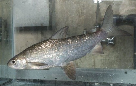 �����: ��������� ����� ��������, ������� ����� ���������