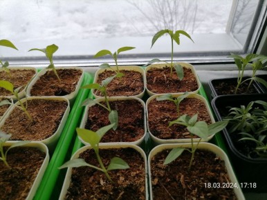 ��� ���������� � ������������ ��������: �������� ������ ��� ���������