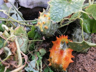 ������ ������ � ������: ������������ ������� ��� ���������