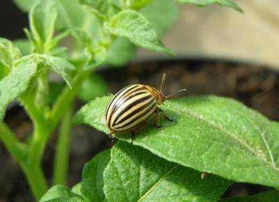 ����������� ��������� ������ � ����������� �����: ����� �� ������ ������