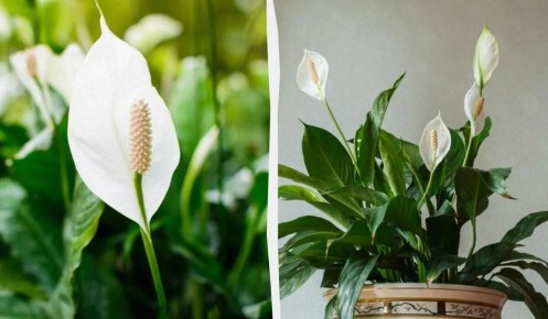 Как добиться цветения спатифиллума: секреты ухода за 'женским счастьем'