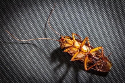 ��� �� ����� ���� ������ ���������: ���� � ����������