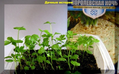 ������� ��������� ����������� ���������: ��� �������� ����� � ������� �������� ��� ������ ������