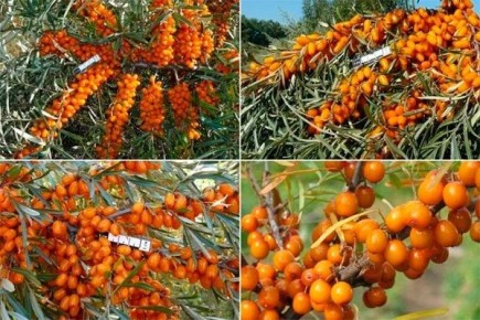 Облепиха без колючек: идеальное решение для вашего сада