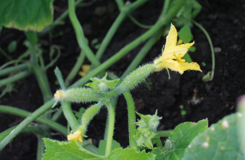 Как правильно подкормить огурцы для обильного урожая в жаркие месяцы