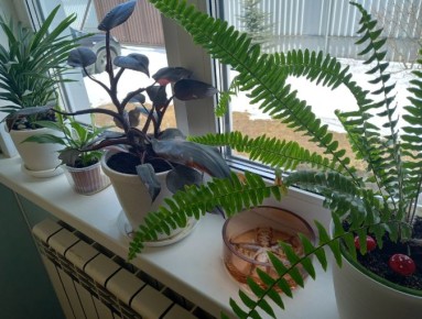 ���������� �������� ��������: ��� ��������� ������� ������� ������ ���