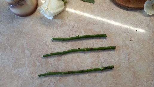 Эксперимент по укоренению роз в зимний период: как достичь 80% успеха?