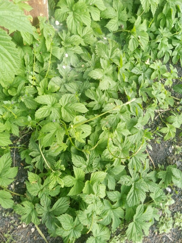 Хмель на садовом участке: плюсы, минусы и уникальное применение