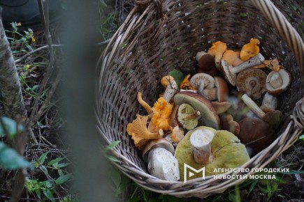 Зимние опята продолжают радовать грибников в Подмосковье