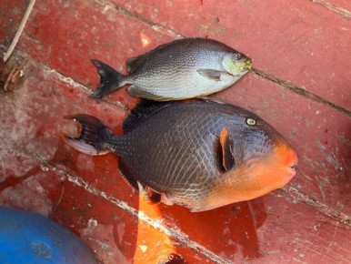 �� ������� ������������ ���� ����������� �����, ������� ���������� ����� � ��������