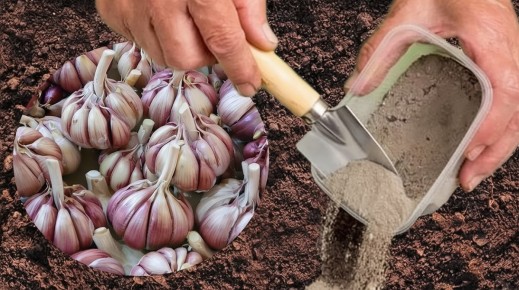 ��� ��������� ������ ��� �������: ������� ��������� ������