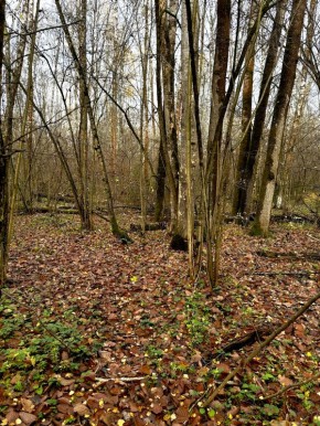 Лесная прогулка в конце октября: неожиданные находки и очарование природы