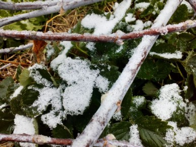 Как правильно укрыть клубнику на зиму: секреты успешной перезимовки