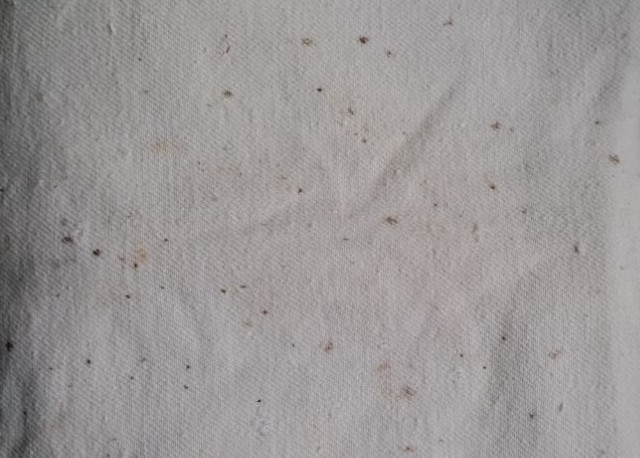 Как эффективно избавиться от плесени на одежде