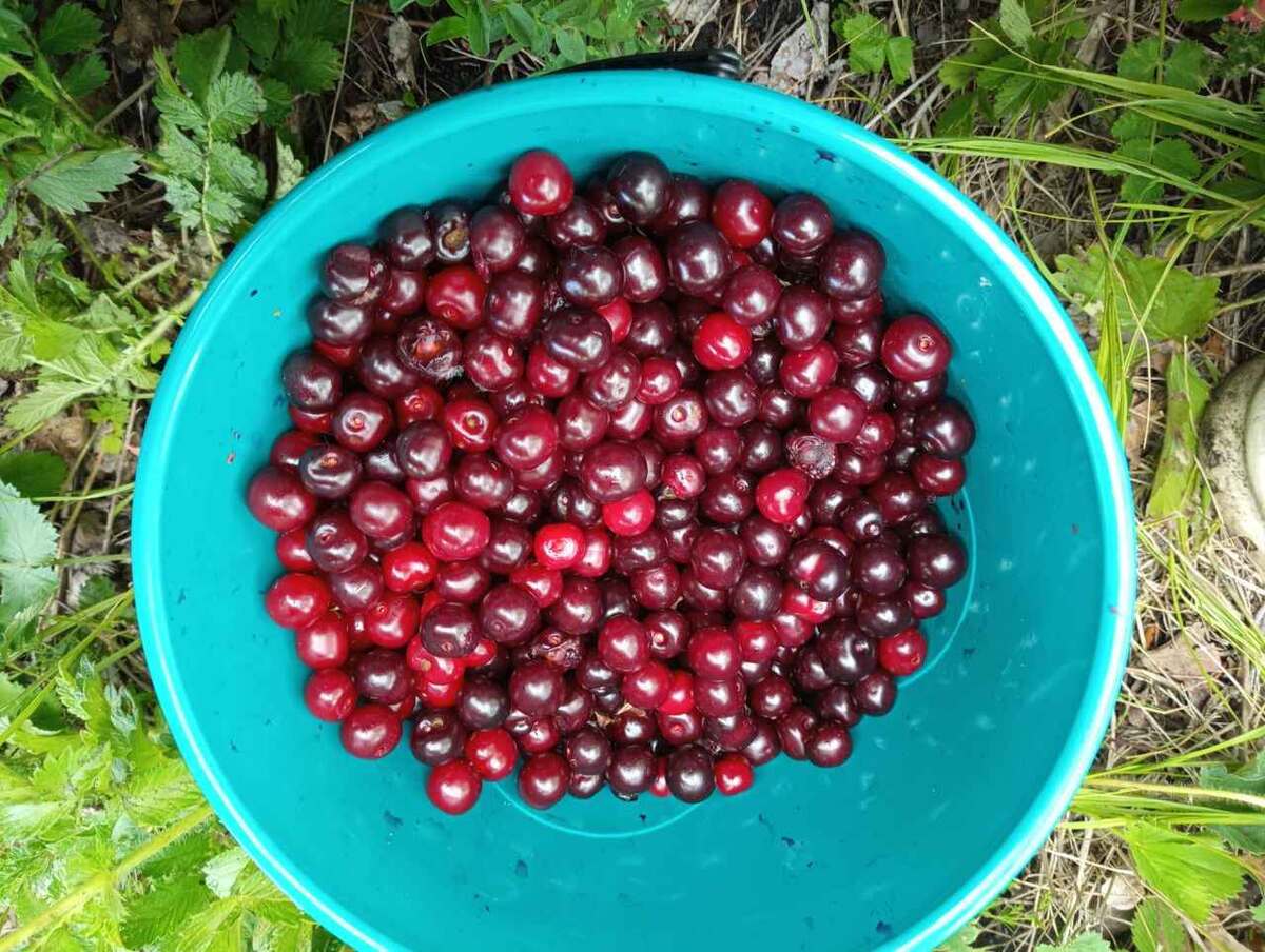 Искусство приготовления вишневых заготовок: от классики до необычных рецептов