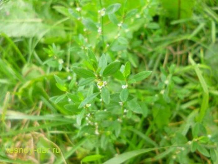 Горец птичий: уникальное растение в нашем окружении