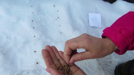 Как зима становится началом нового дачного сезона: секреты посева по снегу