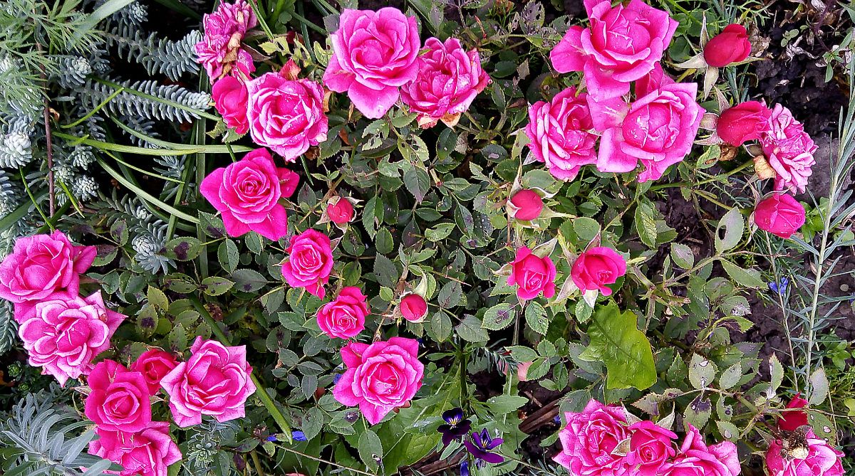 ��� ������ ���� �� ����: ������� �������� �������