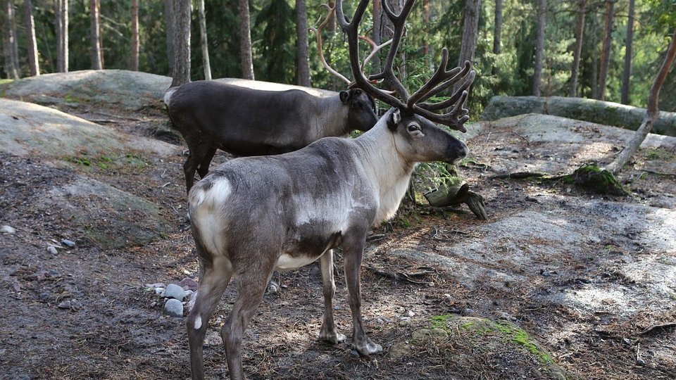 Необычное захватывающее открытие: таможня задерживает туриста с необычными трофеями