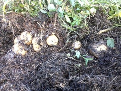 Летние хитрости: как ухаживать за картошкой без лишних усилий