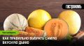 Секреты выбора самой вкусной дыни
