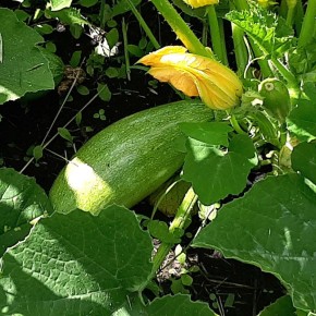 ������� ������� �� ��������: ��� ���� ��� �����