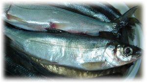 Как правильно засолить омуля: секреты мастерства