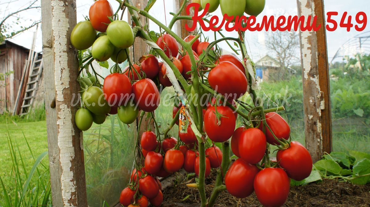 Томат Кечкемети 549: идеальный выбор для дачников