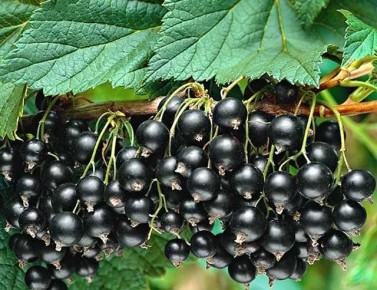 ��� ��������� �������� ������ ��������� ��� �������� ������