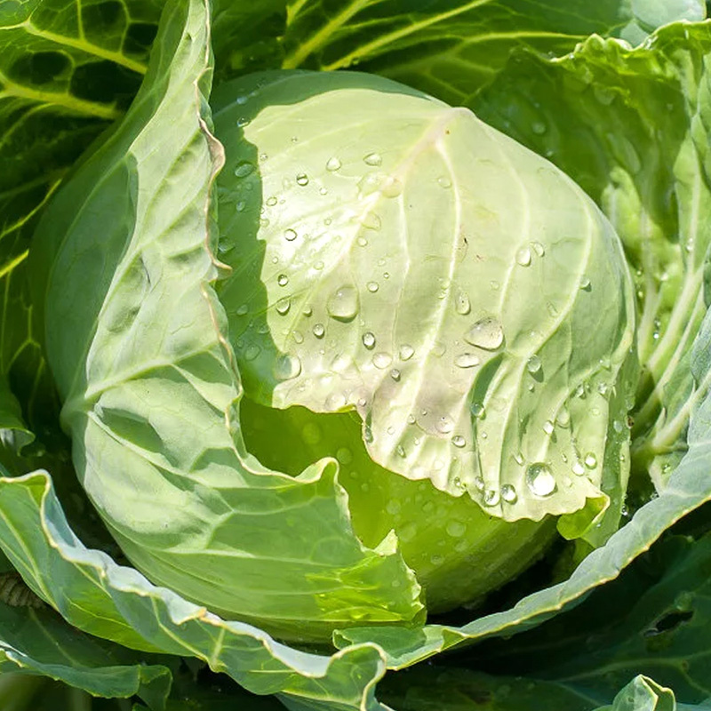 Как вырастить вкусную капусту: топ-5 сортов ранней капусты для вашего огорода