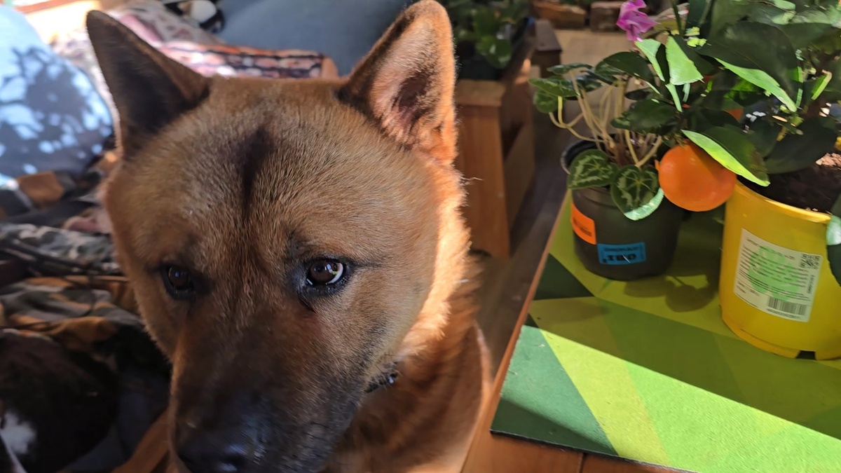 Цитрусовая распаковка: являются ли плоды из ОБИ безопасными?