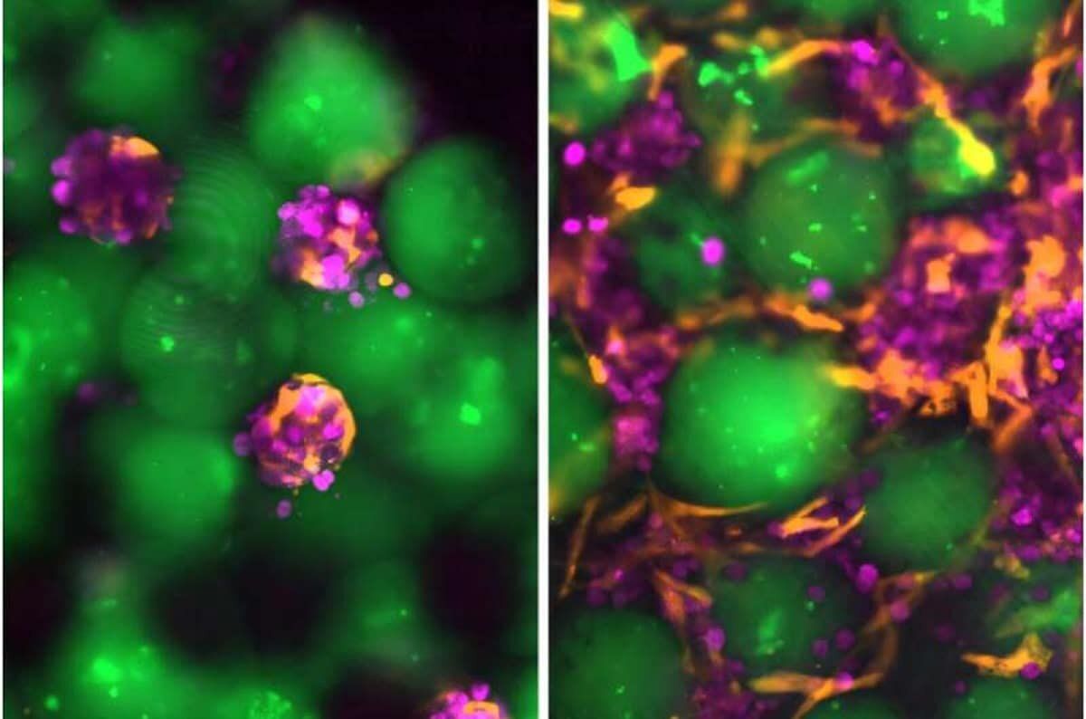 Учёные разработали инновационный метод введения «мини-печеней»