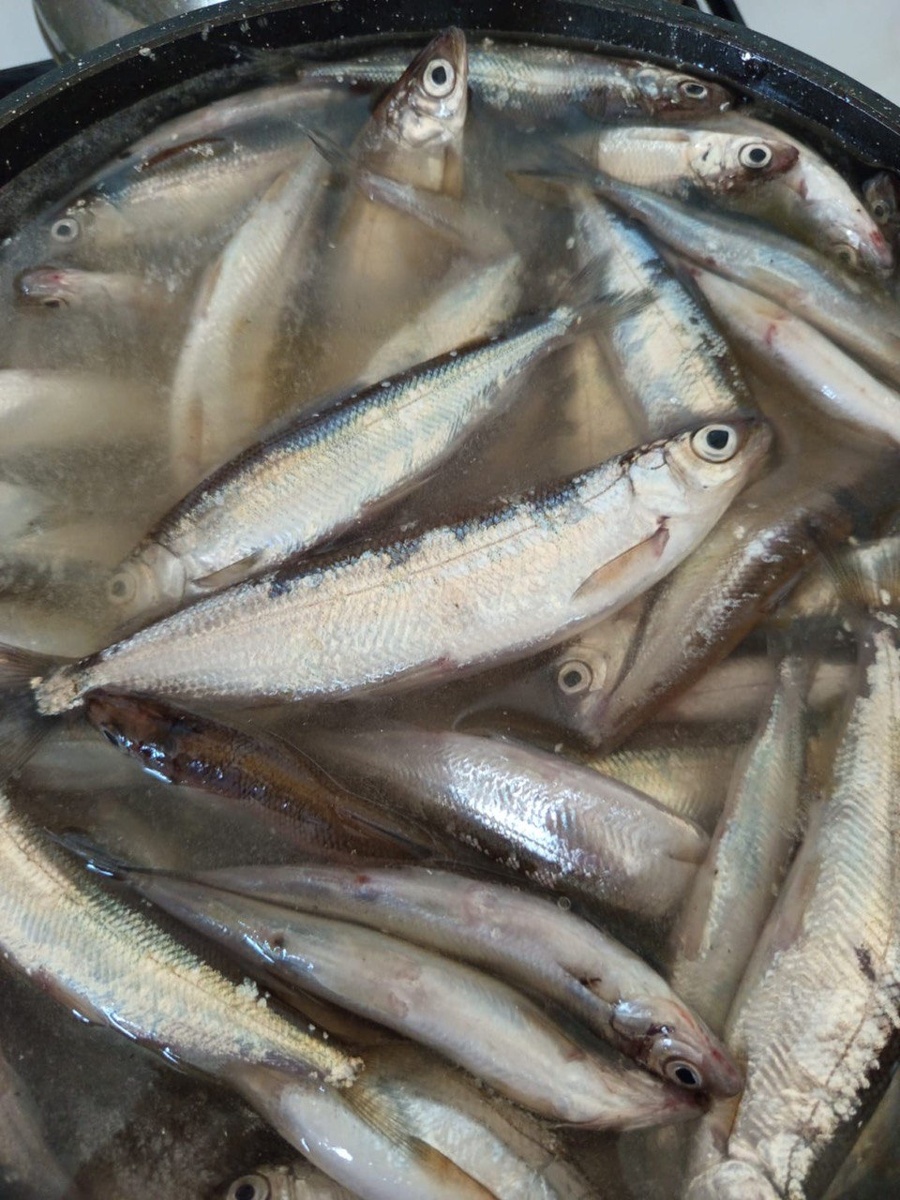 Сосьвинская селедка: деликатес, покоривший сердца императоров и современных лидеров