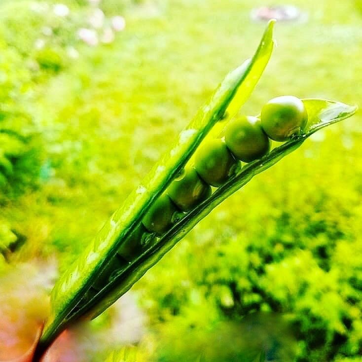 Вкусные традиции французской кухни: королевские рецепты с зеленым горошком