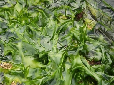 ������� ���������: ������������ � ��������� ����� �� �����������