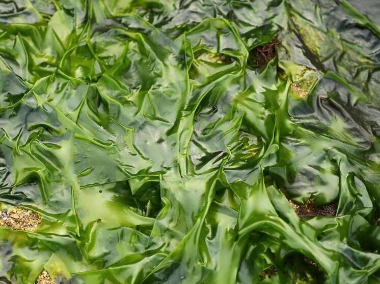 Морские водоросли: преимущества и подводные камни их потребления