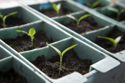 ����������� ������������� ������������ ����� � �����������: ������������ ������