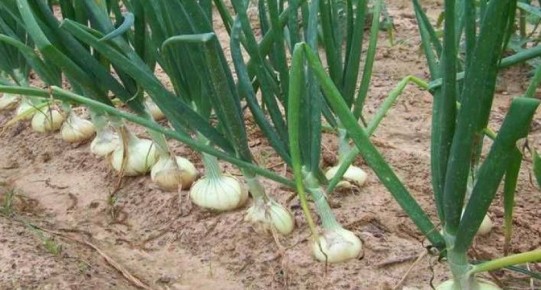 ��� ���������� ������� �������� ��� �� ��������� ��������