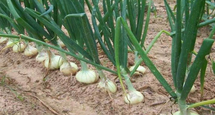 Как выращивать крупный репчатый лук по китайской методике