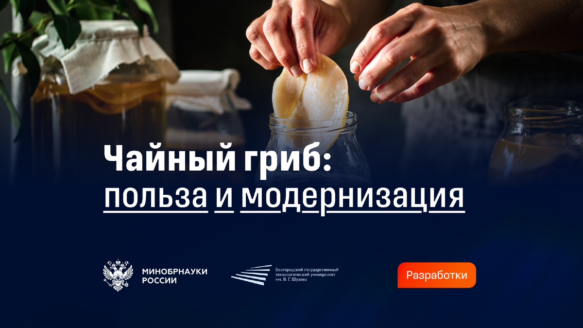 Чайный гриб: новый взгляд на легендарный напиток