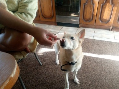 Что скрывает ваш любимый паштет: неожиданное мнение собаки