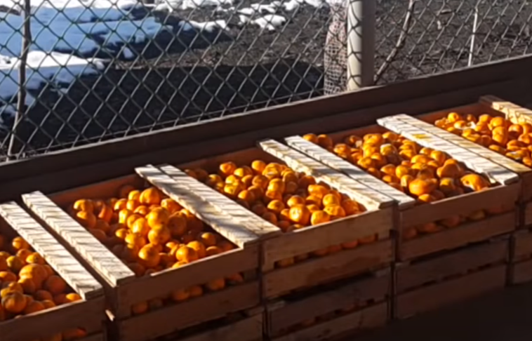 Как приготовить домашний мандариновый самогон