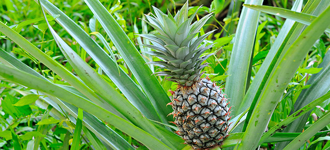 Почему ананас растёт так долго: интересные факты о фрукте