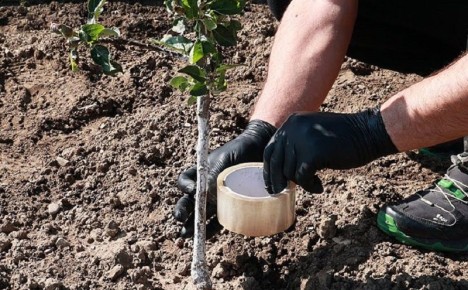 Как избавиться от муравьев и тли: хитрости с скотчем и золой, которые работают