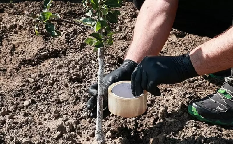 Как избавиться от муравьев и тли: хитрости с скотчем и золой, которые работают