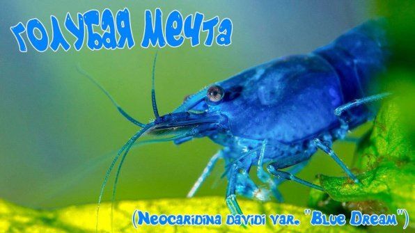 �������� ��� ����: ����� ���� ������ ���������