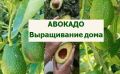 ��� ��������� ������� � �������� �������� � �������� ������������ ������