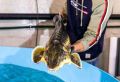 Производство товарной рыбы на Южном Урале уверенно растет